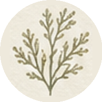Details icon