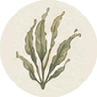 Our Story icon